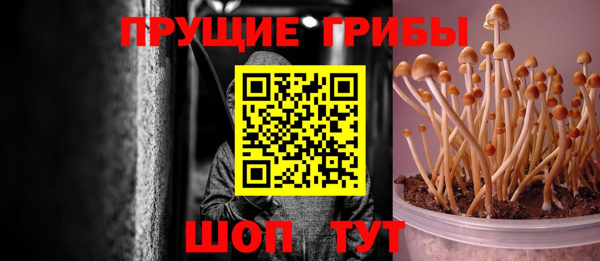 Псилоцибиновые грибы Psilocybine cubensis Саров